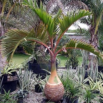 トックリヤシ　No5 トックリヤシ No5 トックリヤシ(ボトルパーム) 5号鉢植え の通販